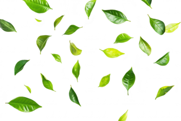 A arrangement of various green leaves scattered artistically on a clean white background. symbolizing natures beauty and freshness. ideal for eco-friendly themes and designs