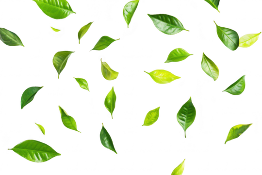 A arrangement of various green leaves scattered artistically on a clean white background. symbolizing natures beauty and freshness. ideal for eco-friendly themes and designs