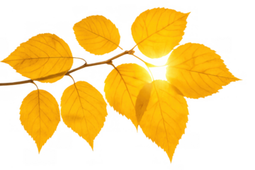 Yellow autumn leaves hanging gracefully on a branch with a transparent background, representing the fall season