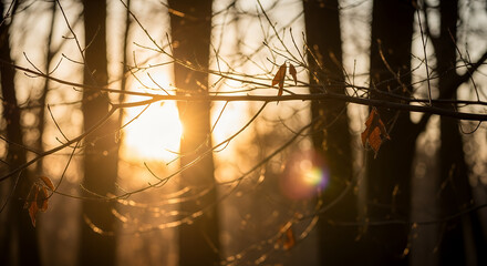Golden hour November sunlight, shining through bare tree branches, dreamy bokeh
