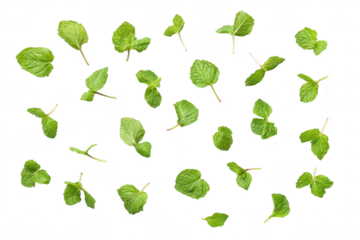 A arrangement of fresh mint leaves scattered artistically on a clean white background. highlighting the natural textures and colors. ideal for culinary or wellness-themed projects