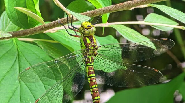 Static close-up of a dragonfly resting on a branch, showing its wings and body in detail. Leaves move gently in the background during the shot.
