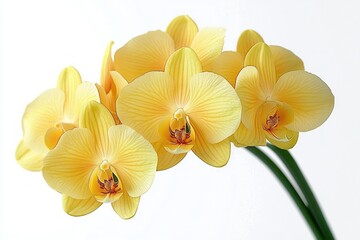 cluster of pale yellow orchid flowers on arching green stems against a clean white background, delicate elegant and serene