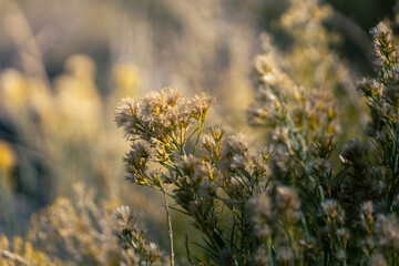 Soft golden light highlights delicate wildflowers swaying gently in the breeze.