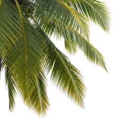 Fototapeta premium Palm Leaves on Transparent Background