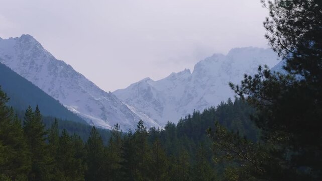 A scenic view of the majestic mountains of the North Caucasus region in Russia. The footage captures the beauty of the snow capped peaks and the lush green pine forests in the foreground, under a clou