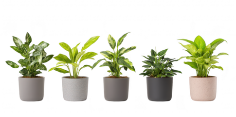 A display of five potted indoor plants in varying shades of green. arranged in a row against a clean white background. their unique leaf patterns and textures. ideal for home decor or gardening enthus