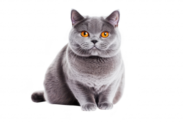 A fluffy gray cat with striking orange eyes sits elegantly against a white background. its unique features and captivating gaze. perfect for pet-related content