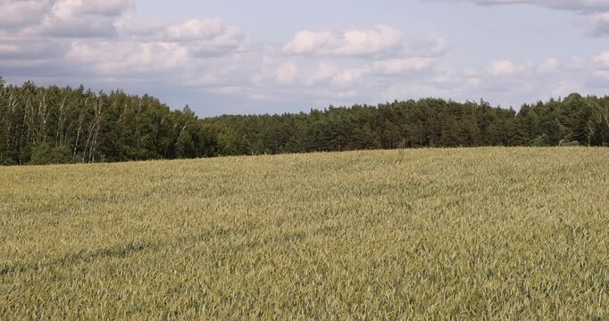 field with green unripe wheat grains in the summer, wheat field for grain production and provision of food for the population