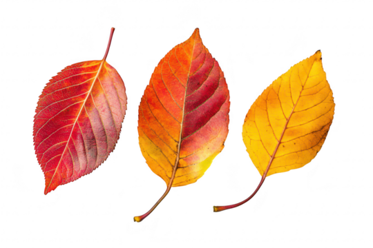 A arrangement of autumn leaves rich red. orange. and yellow hues against a clean white background. ideal for seasonal decor or nature-themed projects - Powered by Adobe