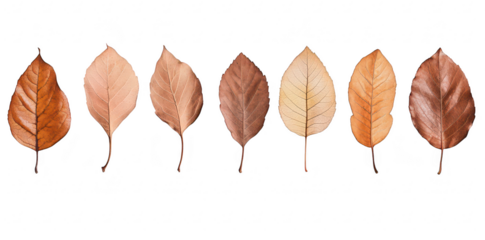 A beautiful arrangement of autumn leaves in various shades of brown and orange. their delicate textures against a soft pastel background. perfect for seasonal decor or nature-themed projects