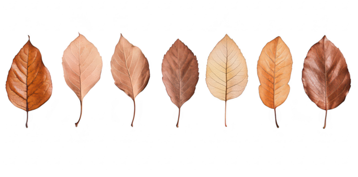 A beautiful arrangement of autumn leaves in various shades of brown and orange. their delicate textures against a soft pastel background. perfect for seasonal decor or nature-themed projects