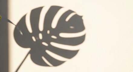 Distinct shadow pattern of a tropical leaf casts a dark silhouette against a pale wall