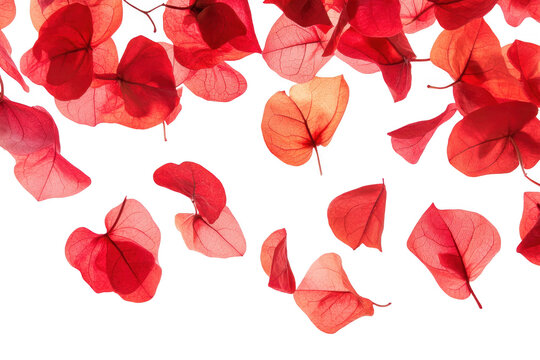 A collection of red leaves gracefully falling against a bright white background. creating a serene and artistic atmosphere. perfect for seasonal or nature-themed projects