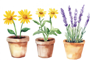 A watercolor illustration three potted plants. featuring cheerful yellow daisies and fragrant lavender. set against a clean white background. ideal for botanical decor or gardening themes