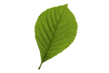 Fototapeta premium Green leaf with veins on transparent background creating concepts of growth, ecology, and nature