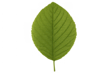 Vibrant green leaf with distinct veins, symbolizing ideas of nature, development, and environmental themes. Background is see-through