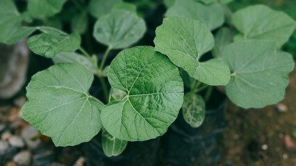 Lush Green Leaves of a Young Plant