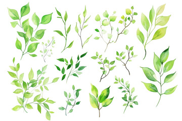 A collection of watercolor leaves in various shades of green. intricate details and natural forms. ideal for botanical illustrations. design projects. and nature-themed artworks