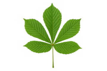Horse chestnut leaf cutout showing detailed green foliage and veins on transparent background