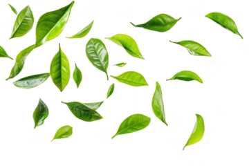 A collection of fresh green tea leaves gracefully falling against a clean white background. symbolizing natures beauty and purity. ideal for wellness and culinary themes