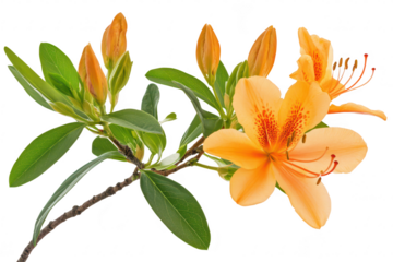 A orange lily flower branch featuring blooming flowers and unopened buds against a clean white background. perfect for floral designs. nature themes. and botanical illustrations