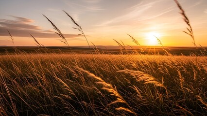 Golden Sunset Over Windblown Grass Field in Open Countryside