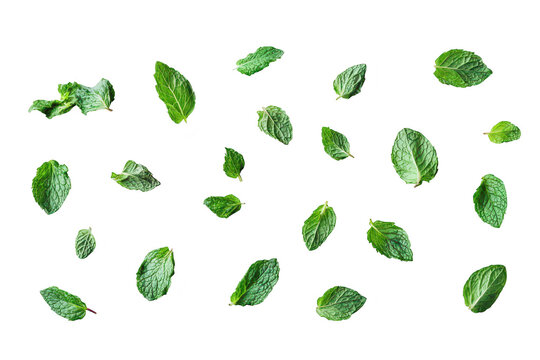 Fresh green mint leaves scattered on a clean white background. their color and texture. ideal for culinary. health. and wellness-related visual content