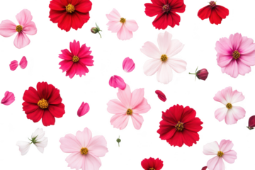 A arrangement of various pink and red flowers scattered artistically on a white background. their delicate petals and natural beauty. ideal for use in floral design or decoration