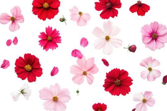 A arrangement of various pink and red flowers scattered artistically on a white background. their delicate petals and natural beauty. ideal for use in floral design or decoration