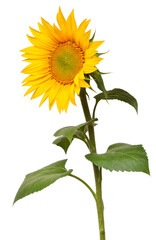 Sunflower isolated on white background. Sun symbol. Flowers yellow, agriculture. Seeds and oil. Flat lay, top view