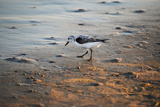Bird on the shoreline