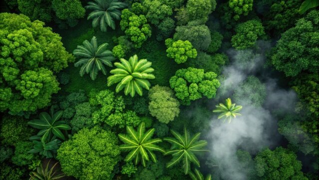 Vibrant tropical jungle canopy aerial view with mysterious mist