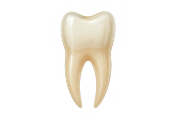 Human molar tooth showing anatomical detail, dentistry and oral health concept on transparent background