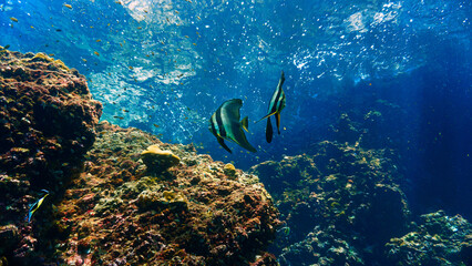 Underwater photography of Batfish - Platax a coral reef. From a scuba dive in the south Andaman Sea in Thailand.