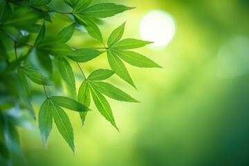 Obraz premium sunlit green maple leaves on a delicate branch with soft bokeh background, evoking a fresh, tranquil and serene morning