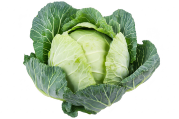 Freshly harvested green cabbage with leaves. its natural texture and color. set against a clean white background. ideal for culinary or health-related content