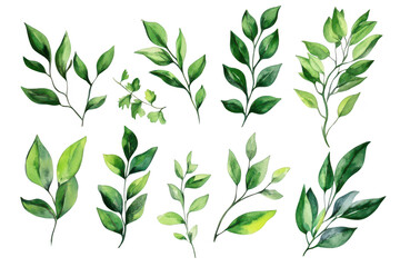 A collection of beautifully illustrated green leaves in various shapes and sizes. natural beauty and diversity. perfect for botanical designs and eco-friendly themes