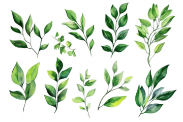 A collection of beautifully illustrated green leaves in various shapes and sizes. natural beauty and diversity. perfect for botanical designs and eco-friendly themes