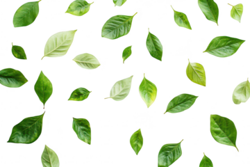 A arrangement of assorted green leaves scattered artistically on a clean white background. various shapes and shades. ideal for nature-themed projects or botanical illustrations