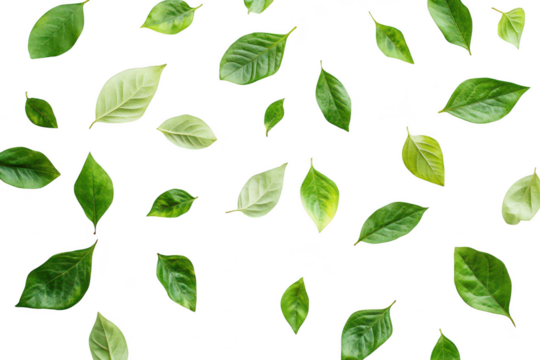 A arrangement of assorted green leaves scattered artistically on a clean white background. various shapes and shades. ideal for nature-themed projects or botanical illustrations - Powered by Adobe