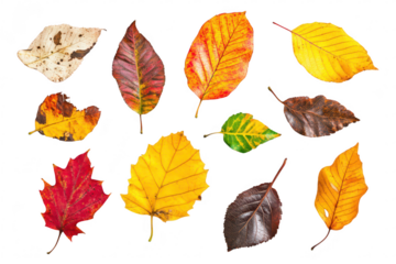 A collection of autumn leaves in various colors including red. yellow. and brown. artistically arranged on a white background. natures beauty during the fall season