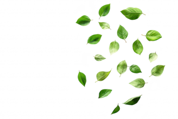 A collection of fresh green leaves scattered artistically on a clean white background. their natural beauty and varying shapes. ideal for nature-themed projects or designs