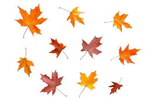 A arrangement of autumn leaves in shades of orange. red. and yellow scattered on a clean white background. ideal for seasonal decor or nature-themed projects