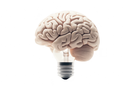 A creatively designed human brain model integrated with a light bulb. symbolizing innovation and intelligence. set against a clean white background. ideal for concepts of creativity and ideas