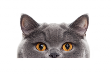 A curious gray cat peeking over a white surface. its striking golden eyes and fluffy ears. with a clean background that emphasizes the cats playful demeanor