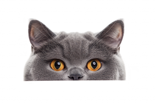 A curious gray cat peeking over a white surface. its striking golden eyes and fluffy ears. with a clean background that emphasizes the cats playful demeanor