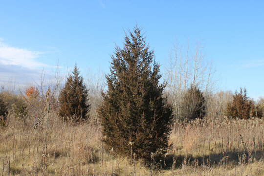 One eastern red cedar tree with others in the background at Raven Glen Forest Preserve in Antioch, Illinois
