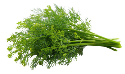 Fresh green dill sprigs with feathery leaves and tiny flowers