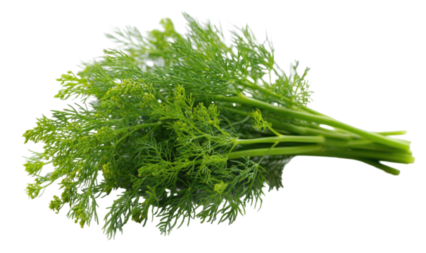 Fresh green dill sprigs with feathery leaves and tiny flowers